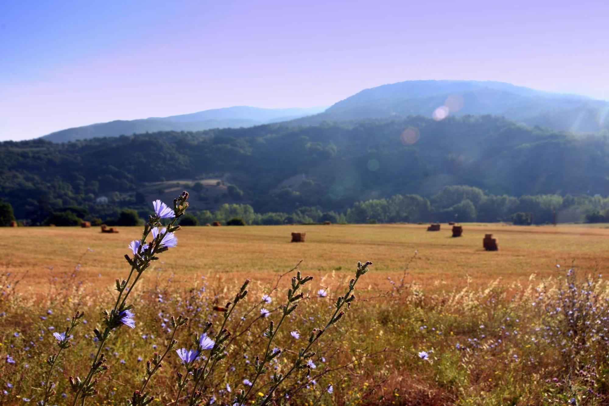 Baciano Azienda Agrituristico Venatoria Capolona Luaran gambar